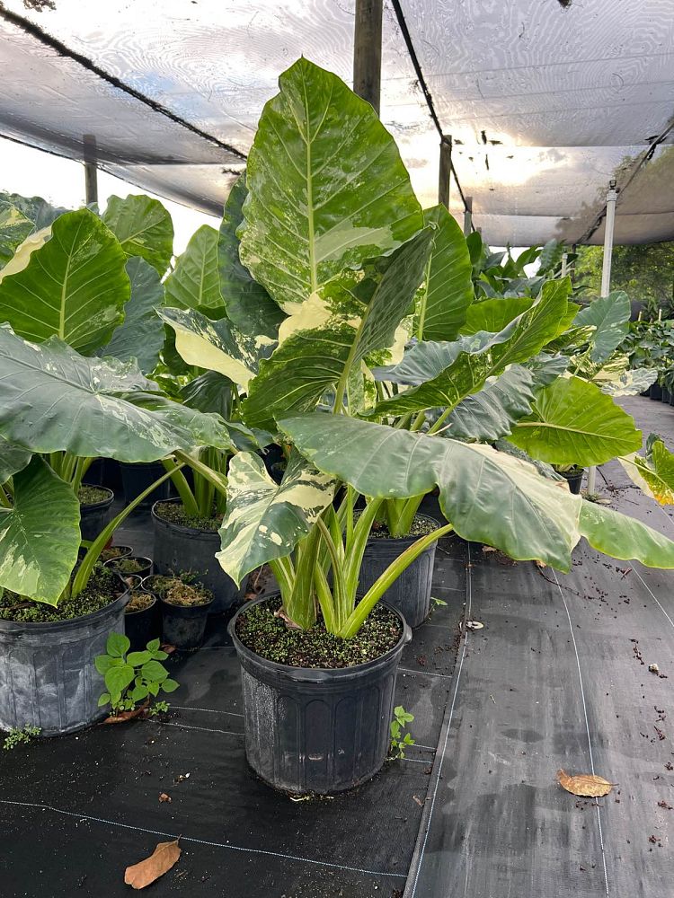 alocasia-macrorrhiza-variegata-elephant-ear