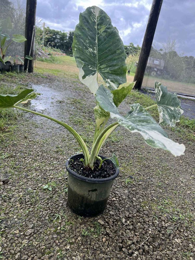 alocasia-macrorrhiza-variegata-elephant-ear