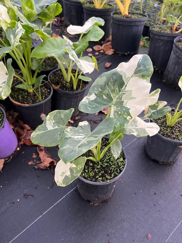 alocasia-macrorrhiza-variegata-elephant-ear