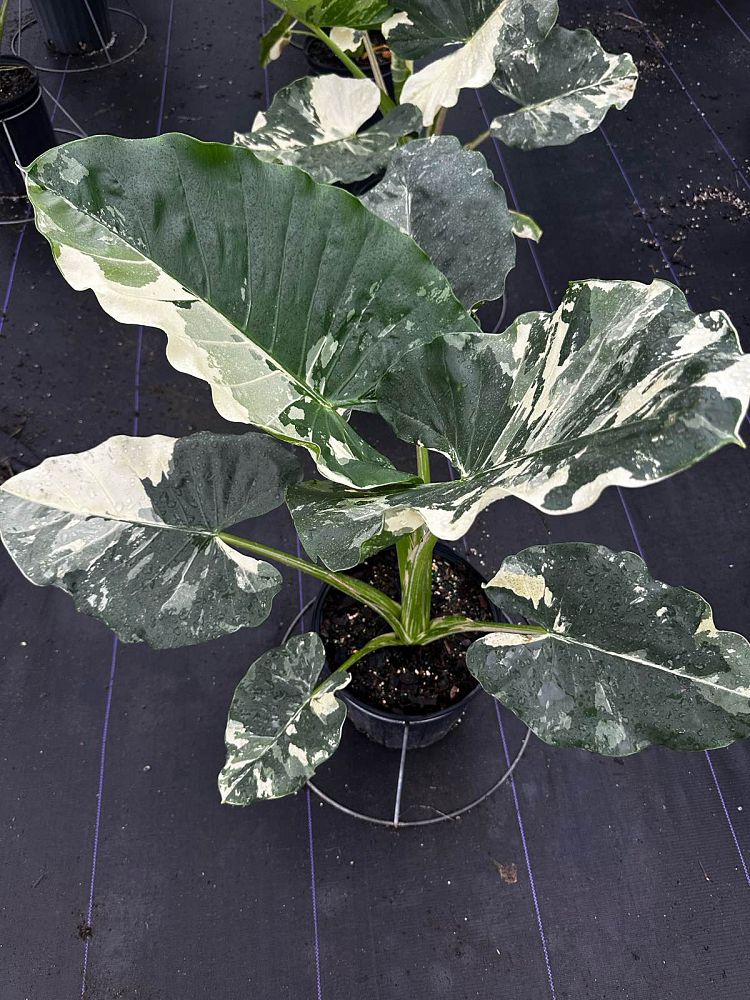 alocasia-macrorrhiza-variegata-elephant-ear