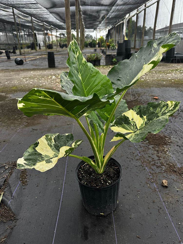 alocasia-macrorrhiza-variegata-elephant-ear