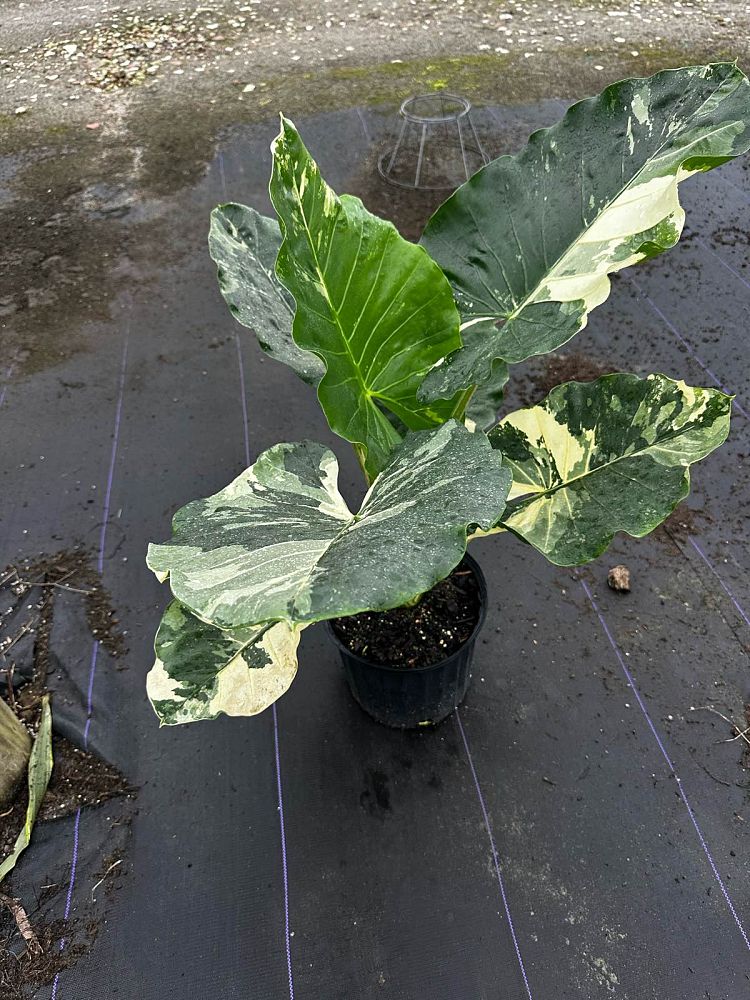 alocasia-macrorrhiza-variegata-elephant-ear