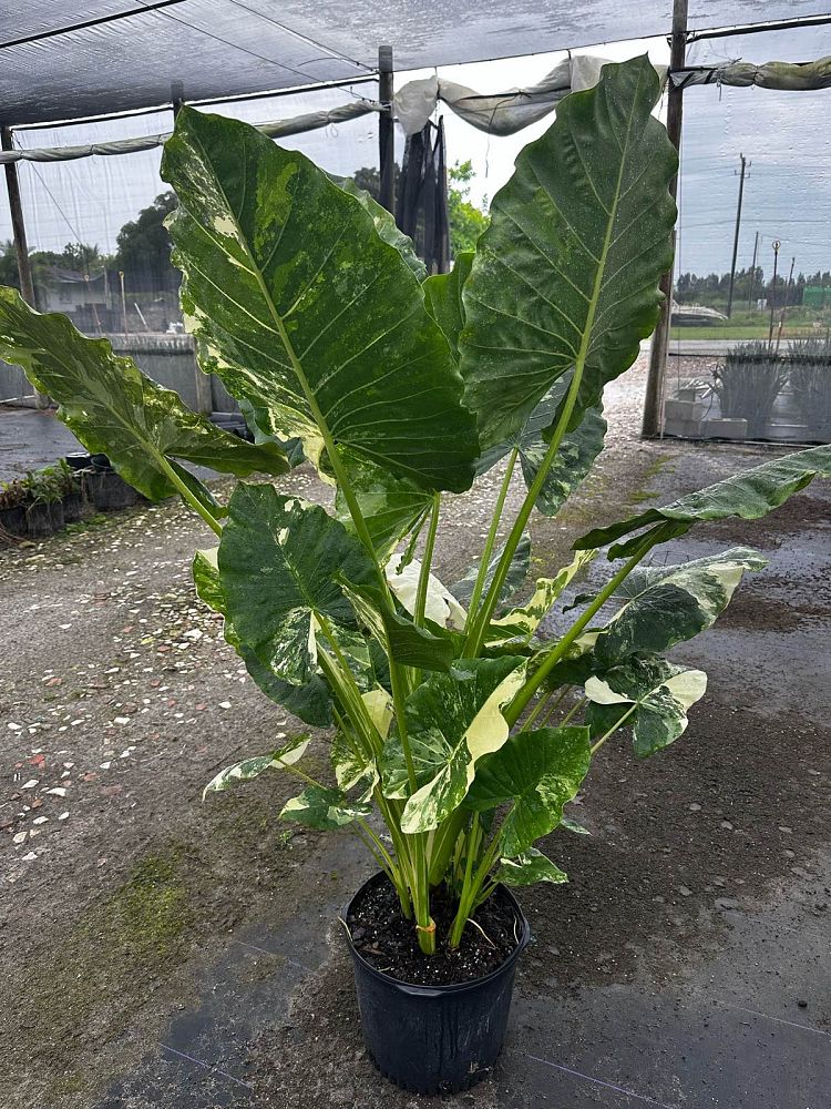 alocasia-macrorrhiza-variegata-elephant-ear