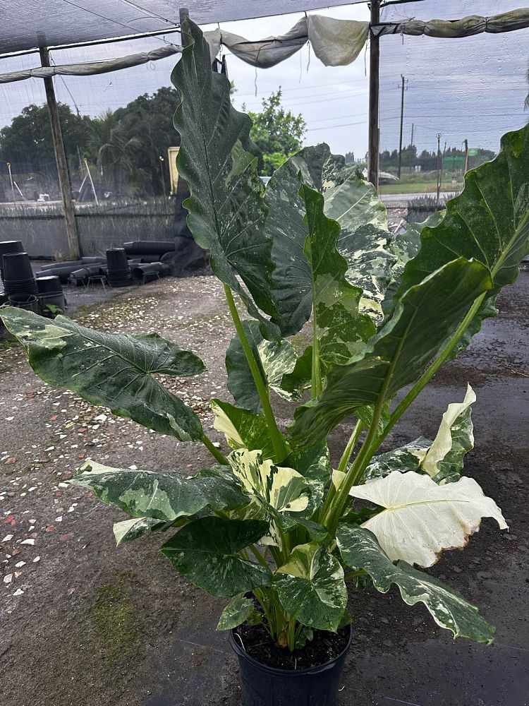 alocasia-macrorrhiza-variegata-elephant-ear