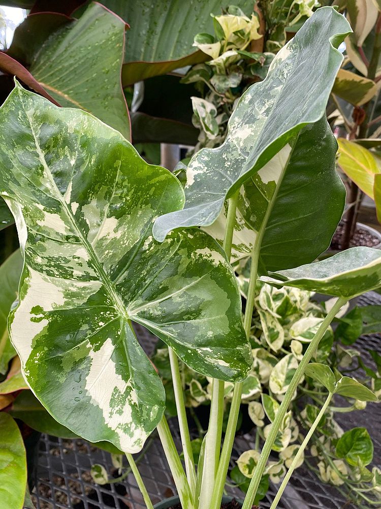 alocasia-macrorrhiza-variegata-elephant-ear