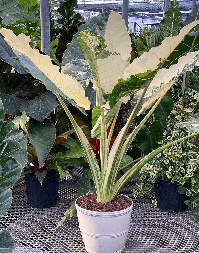 alocasia-macrorrhiza-variegata-elephant-ear