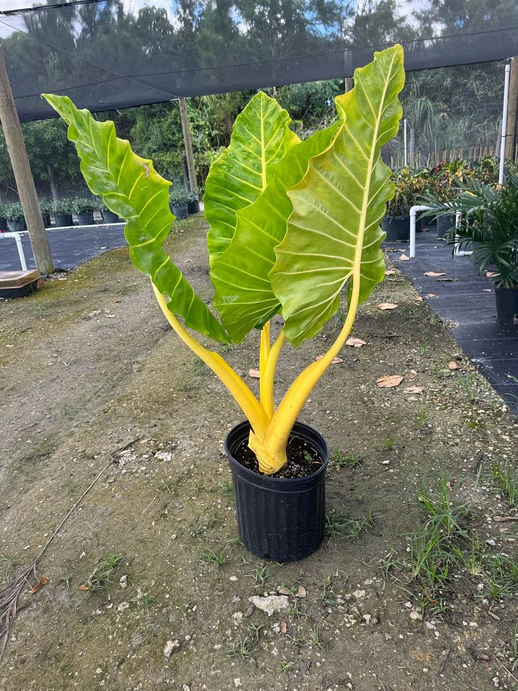 alocasia-macrorrhizos-lutea-upright-golden-elephant-ear-giant-taro