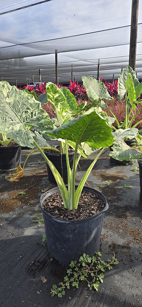 alocasia-macrorrhizos-variegata-giant-taro-wild-taro-variegated-upright-elephant-ear