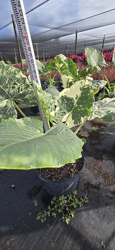 alocasia-macrorrhizos-variegata-giant-taro-wild-taro-variegated-upright-elephant-ear