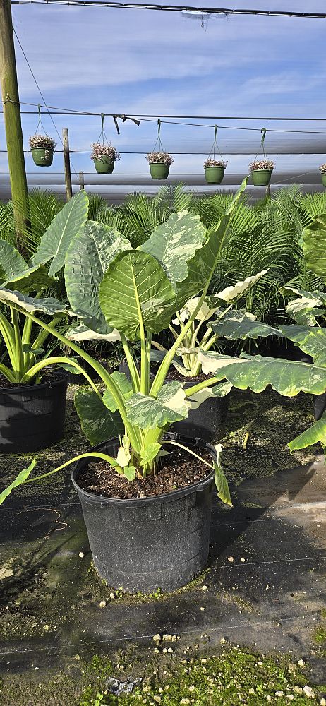 alocasia-macrorrhizos-variegata-giant-taro-wild-taro-variegated-upright-elephant-ear