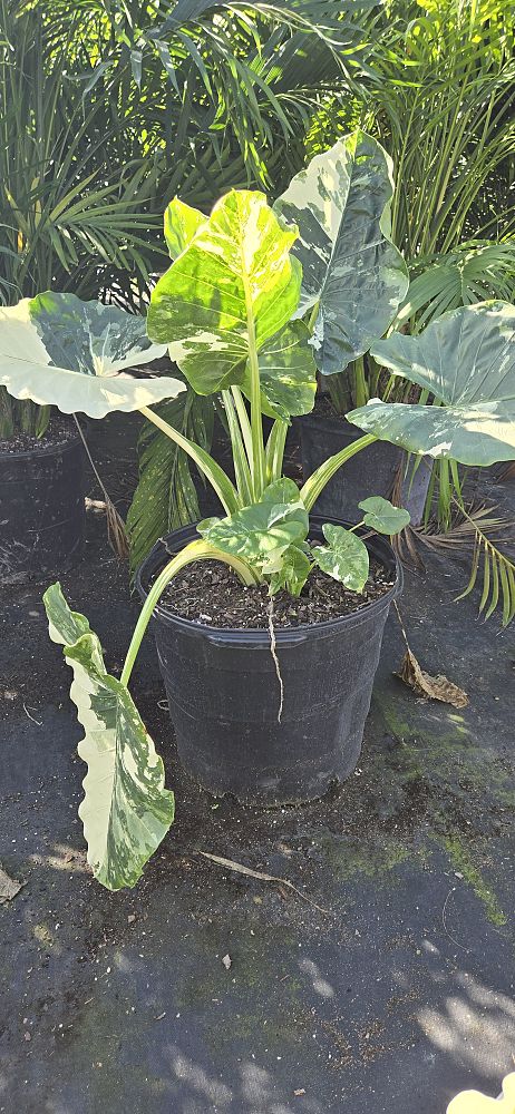 alocasia-macrorrhizos-variegata-giant-taro-wild-taro-variegated-upright-elephant-ear