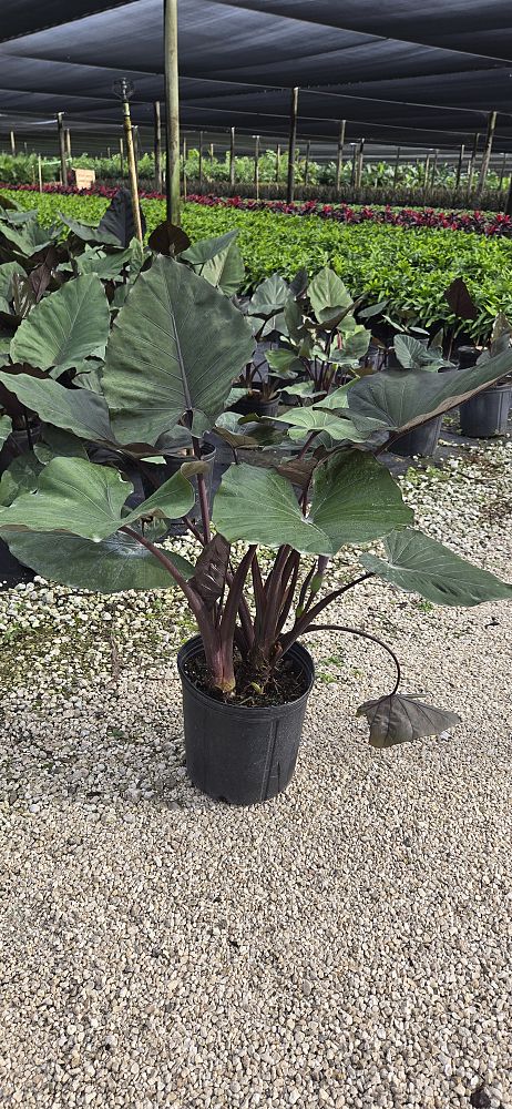 alocasia-metal-head-elephant-ear