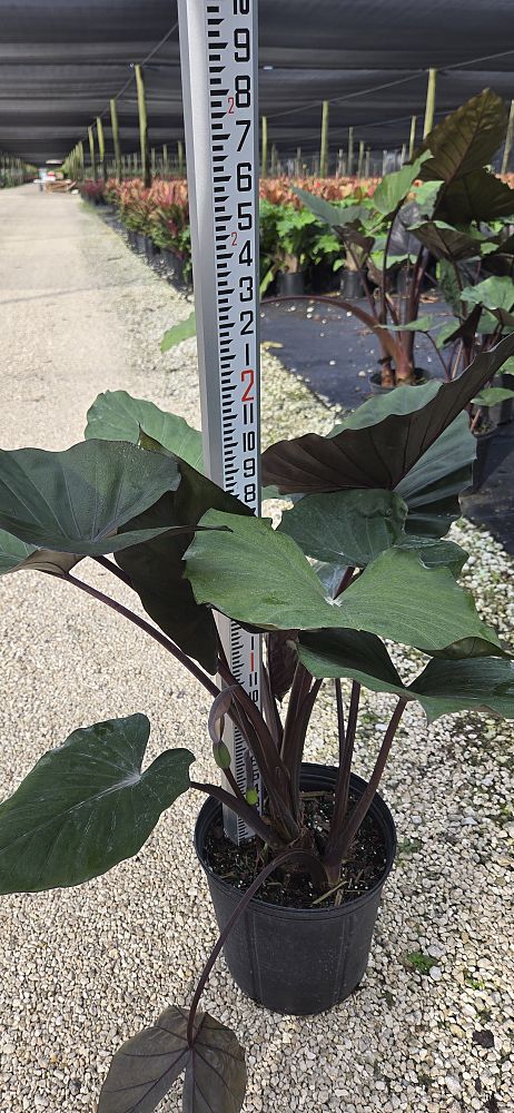 alocasia-metal-head-elephant-ear