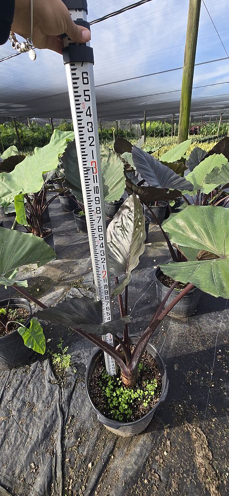 alocasia-metal-head-elephant-ear