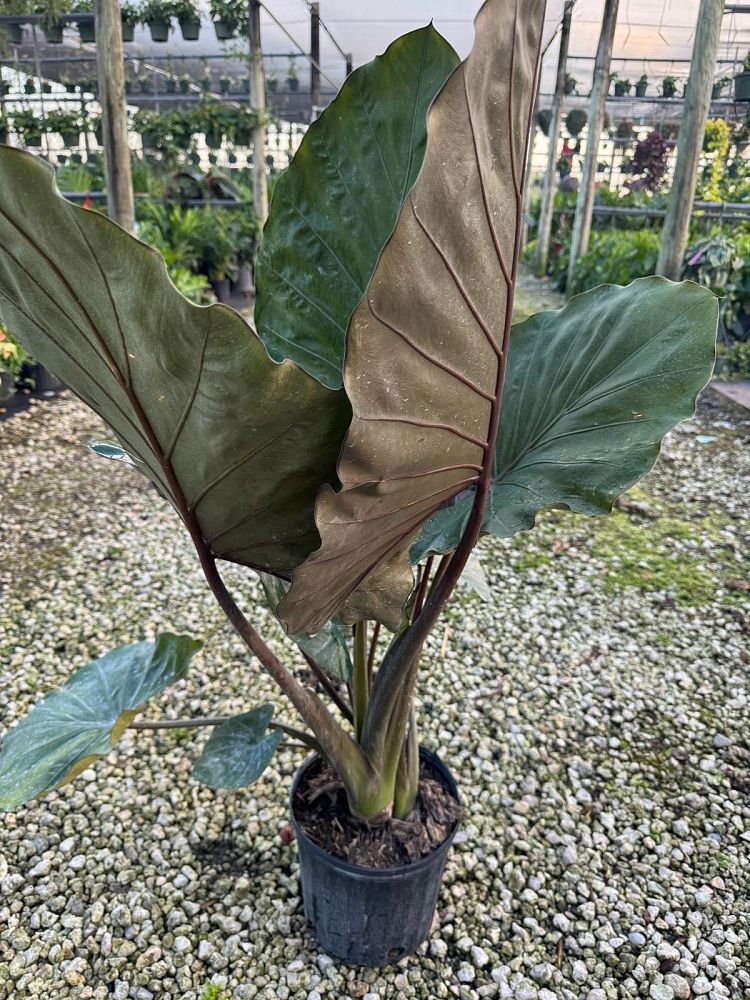 alocasia-metal-head-elephant-ear