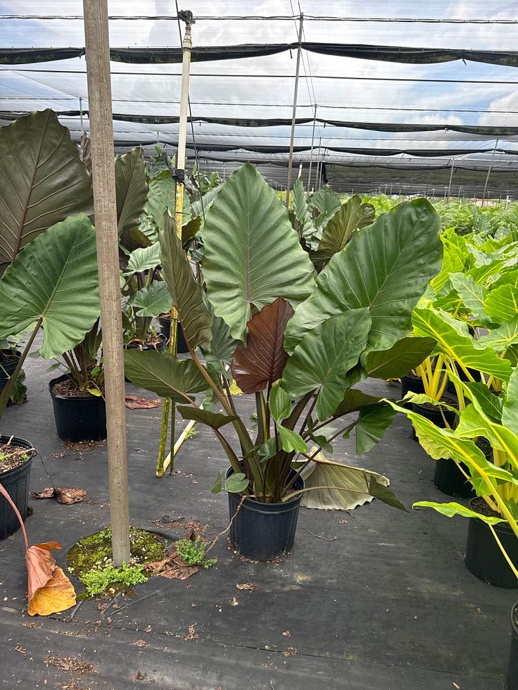 alocasia-metal-head-elephant-ear