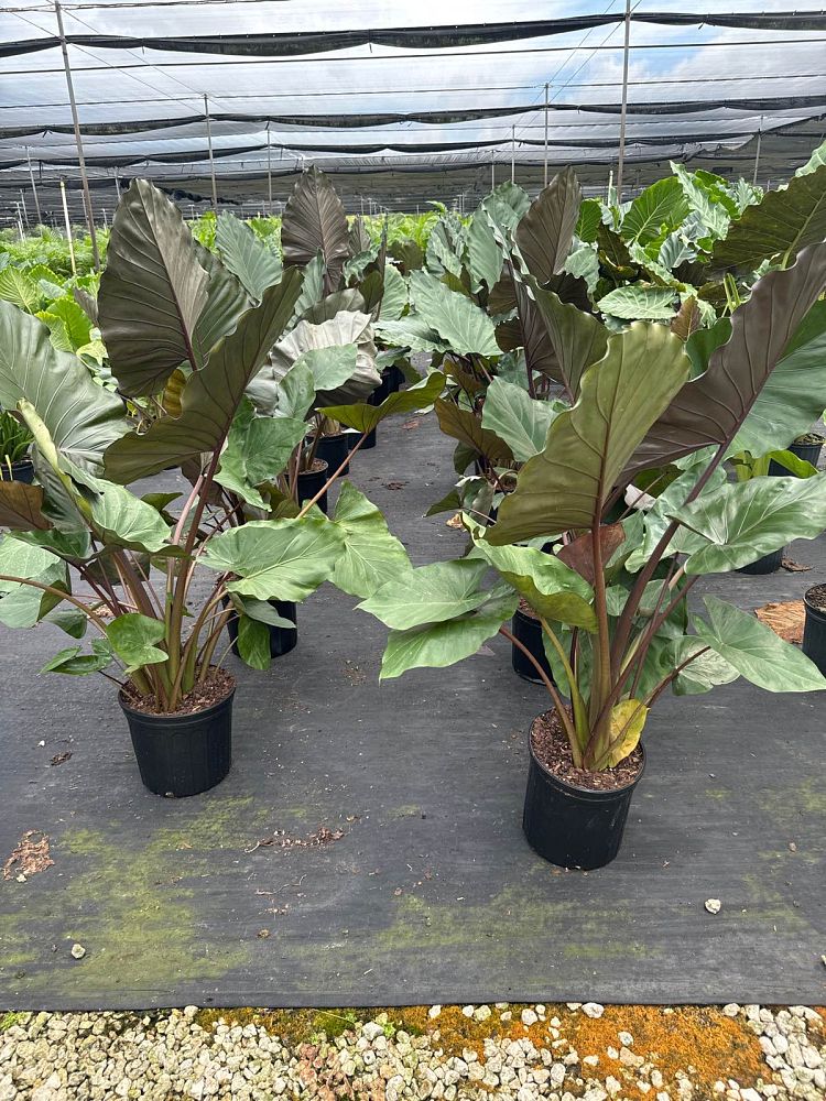 alocasia-metal-head-elephant-ear