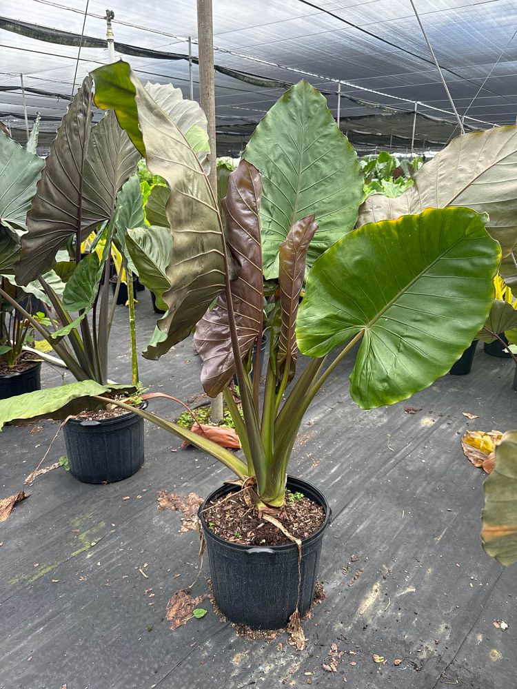 alocasia-metal-head-elephant-ear