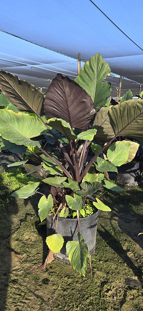 alocasia-metal-head-elephant-ear