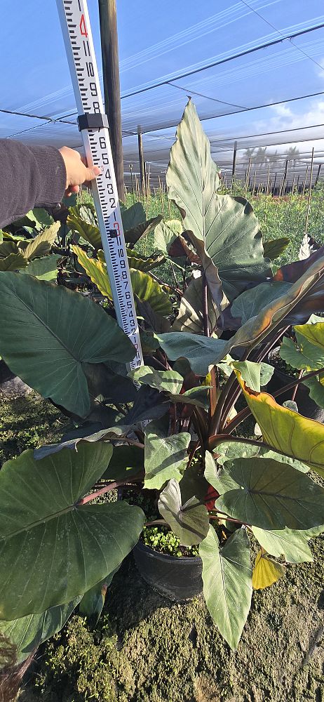 alocasia-metal-head-elephant-ear