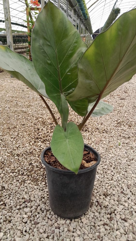 alocasia-metal-head-elephant-ear