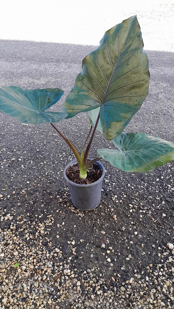 alocasia-metal-head-elephant-ear