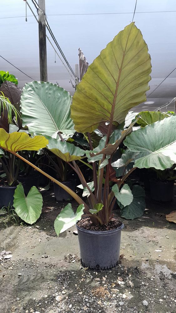 alocasia-metal-head-elephant-ear