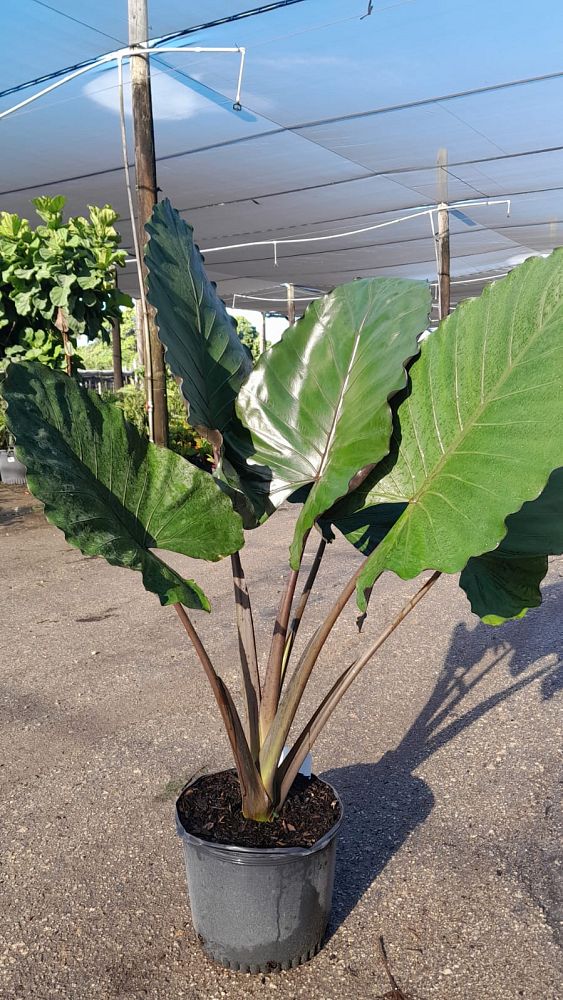 alocasia-metal-head-elephant-ear