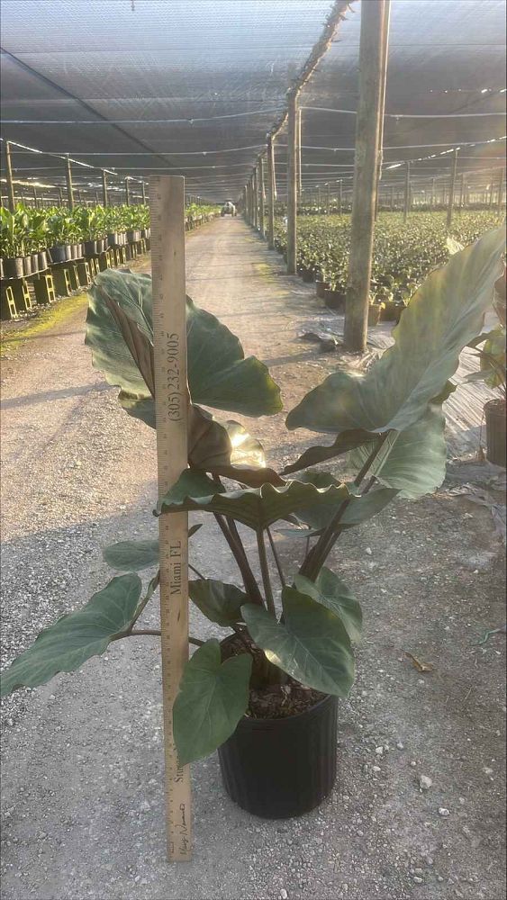 alocasia-metal-head-elephant-ear