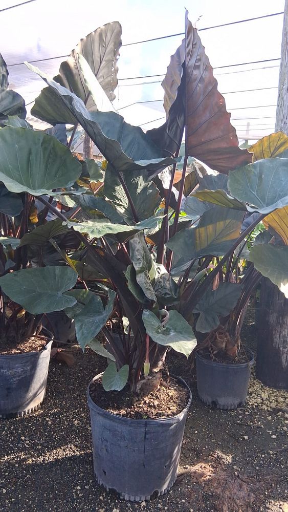 alocasia-metal-head-elephant-ear