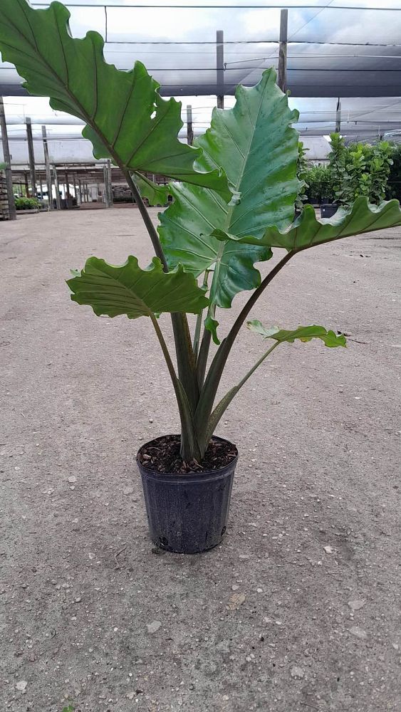 alocasia-metal-head-elephant-ear