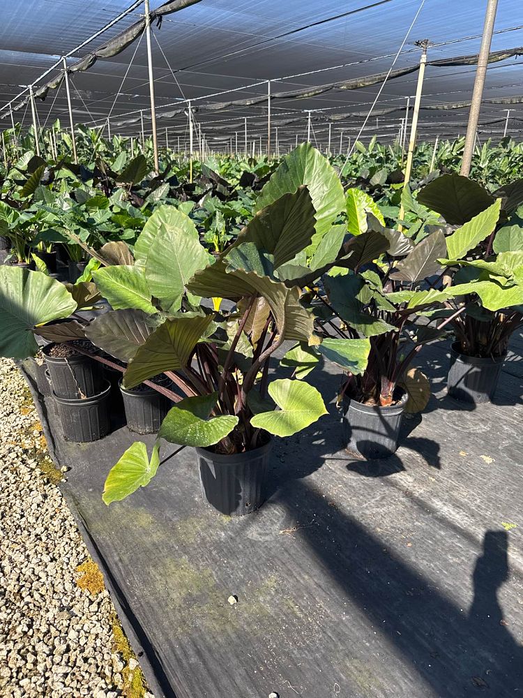 alocasia-metal-head-elephant-ear