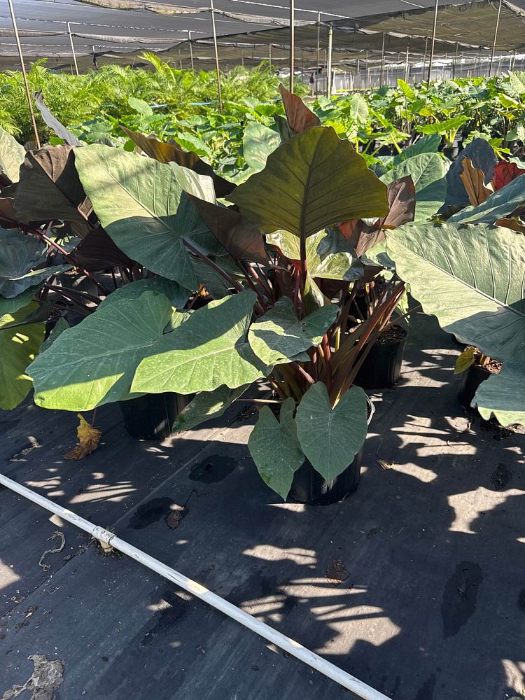 alocasia-metal-head-elephant-ear