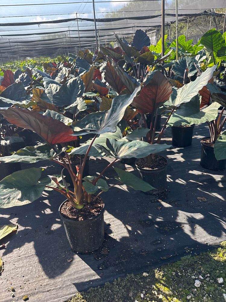 alocasia-metal-head-elephant-ear