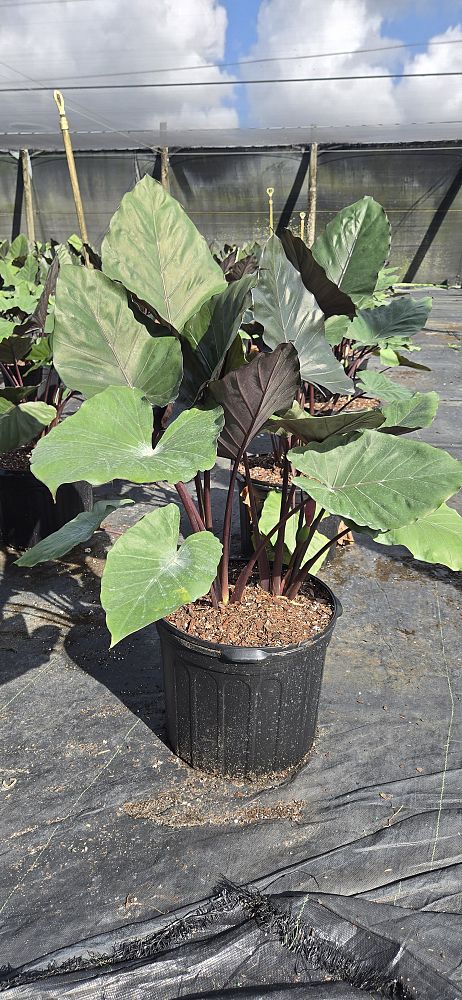 alocasia-metal-head-elephant-ear