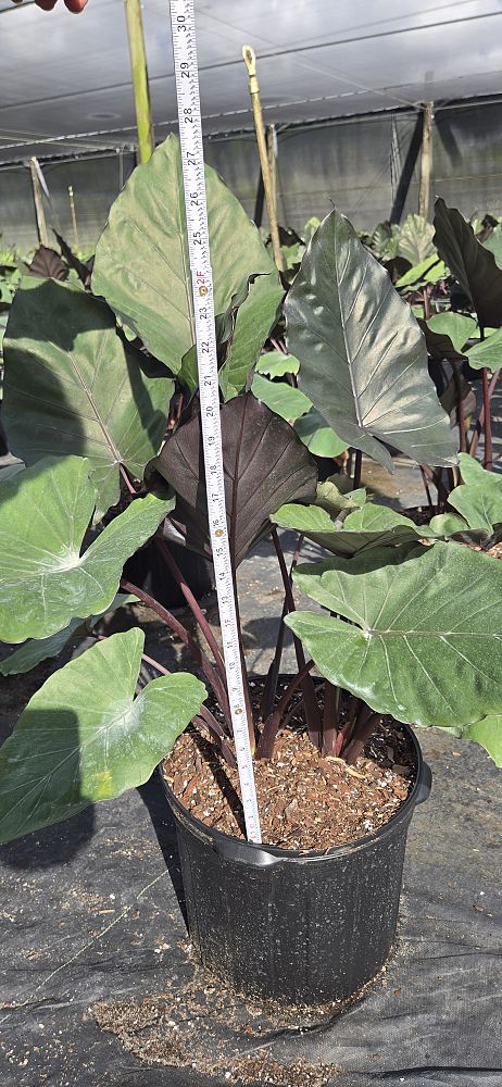 alocasia-metal-head-elephant-ear