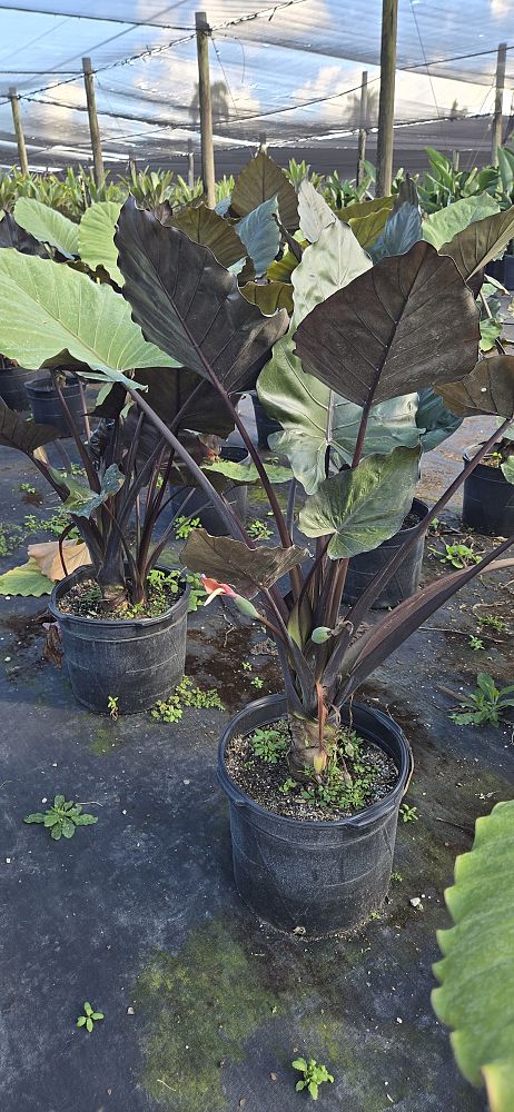 alocasia-metal-head-elephant-ear