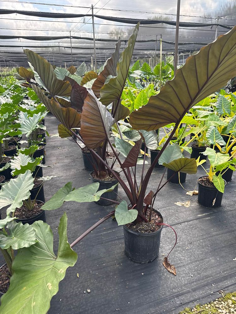 alocasia-metal-head-elephant-ear