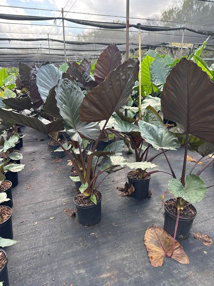 alocasia-metal-head-elephant-ear