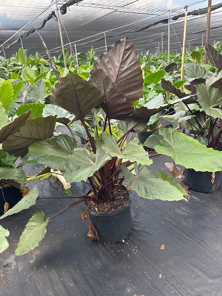 alocasia-metal-head-elephant-ear