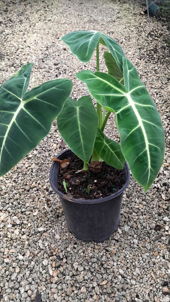 alocasia-micholitziana-frydek-green-velvet-alocasia