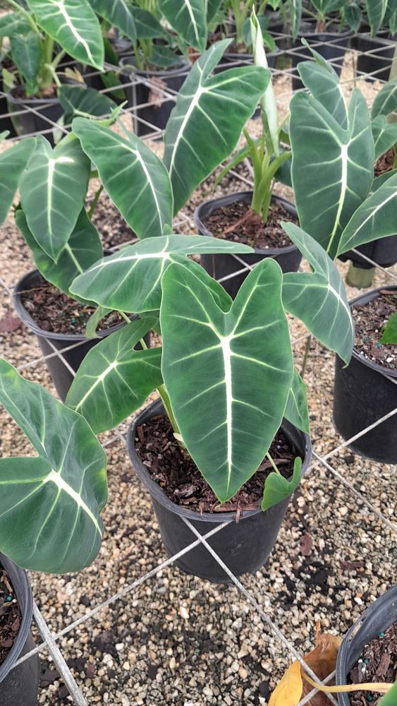 alocasia-micholitziana-frydek-green-velvet-alocasia