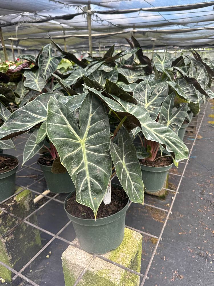 alocasia-morocco-elephant-ear