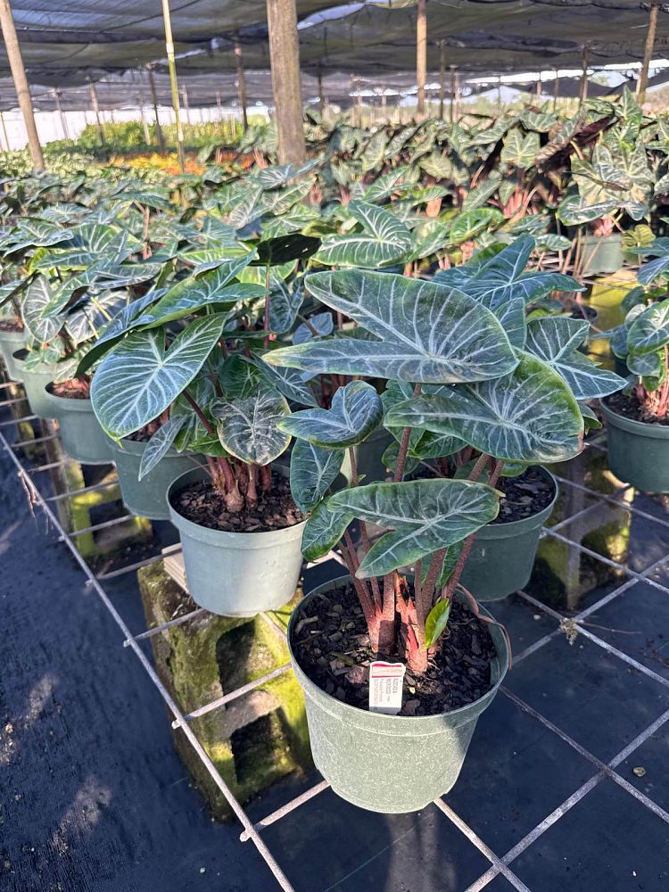 alocasia-morocco-elephant-ear