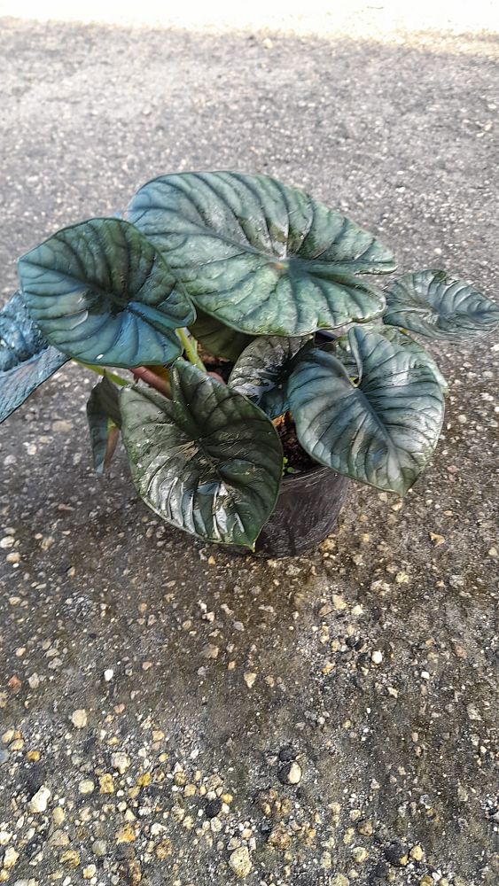 alocasia-nebula-imperialis-elephant-ear