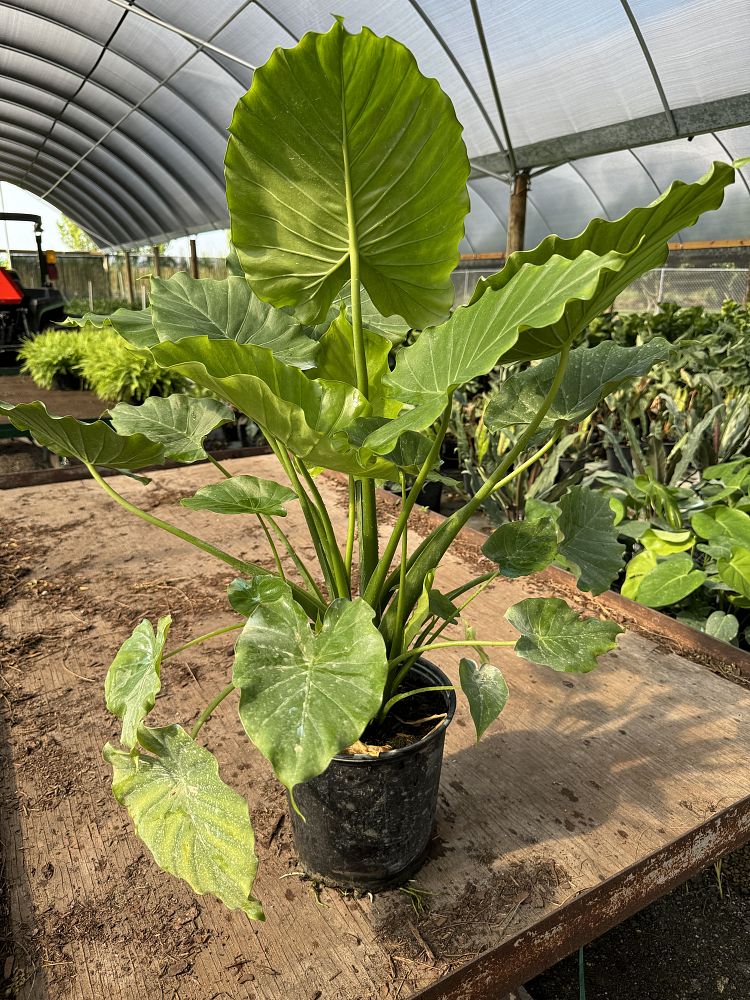 alocasia-odora-california-elephant-ear