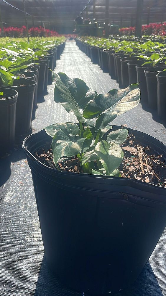 alocasia-odora-california-elephant-ear