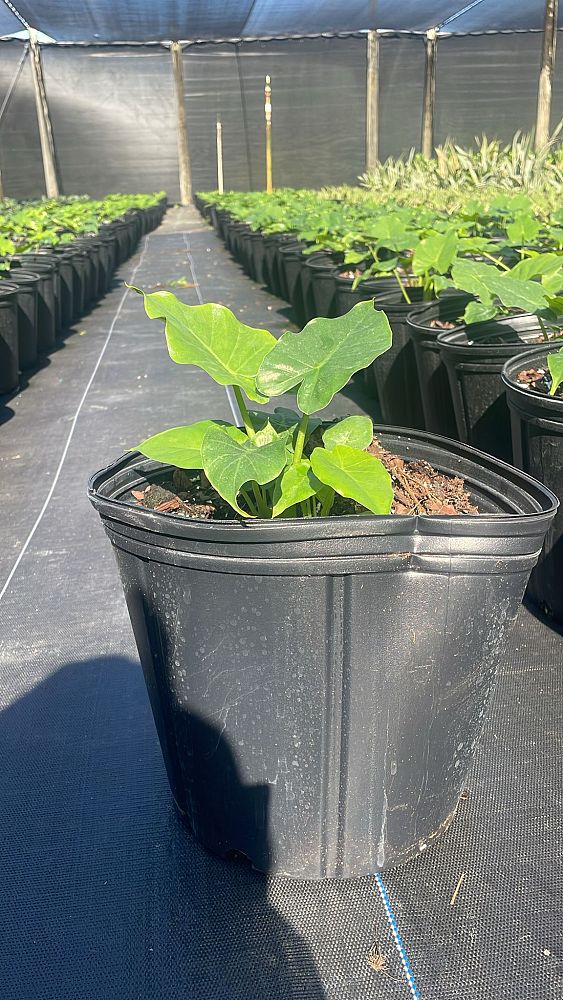 alocasia-odora-california-elephant-ear