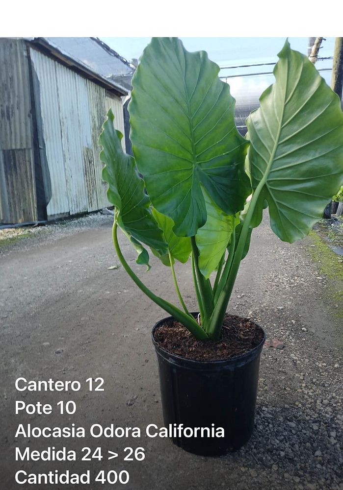 alocasia-odora-california-elephant-ear