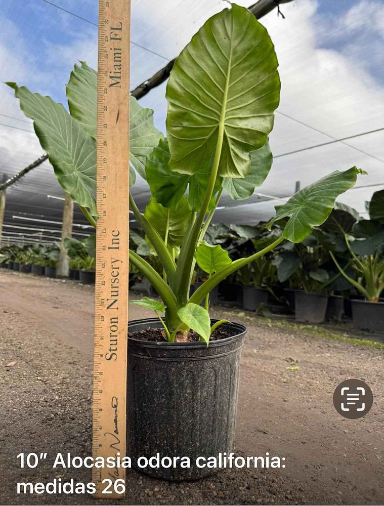 alocasia-odora-california-elephant-ear